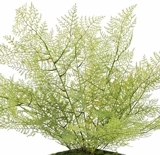 Asparagus artificiel en piquet 50 cm très dense extérieur - Image 3
