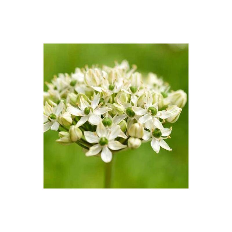 Ail des Indes nigrum à fleurs Blanche/ - feuillage Semi-Persistant - Godet - 5/20 cm - Image 2