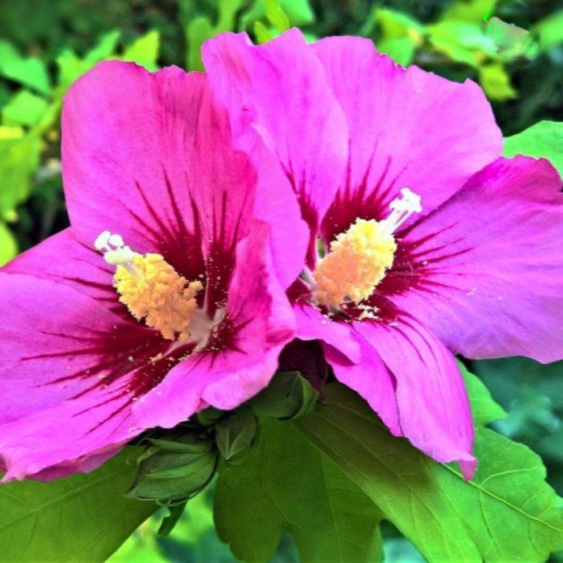 Hibiscus syriacus 'Woodbridge' (Hibiscus syriacus 'Woodbridge') - Godet 9cm - Pépinières Naudet - Image 1