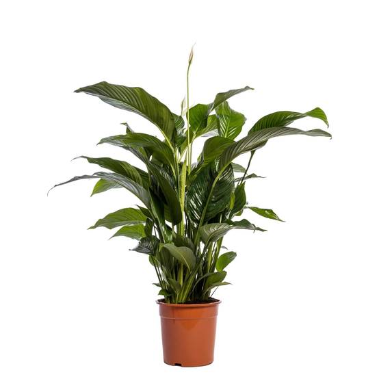 La Green Touch - Spathiphyllum Blanc 100cm - Plante d'intérieur- La Green Touch - Image 3