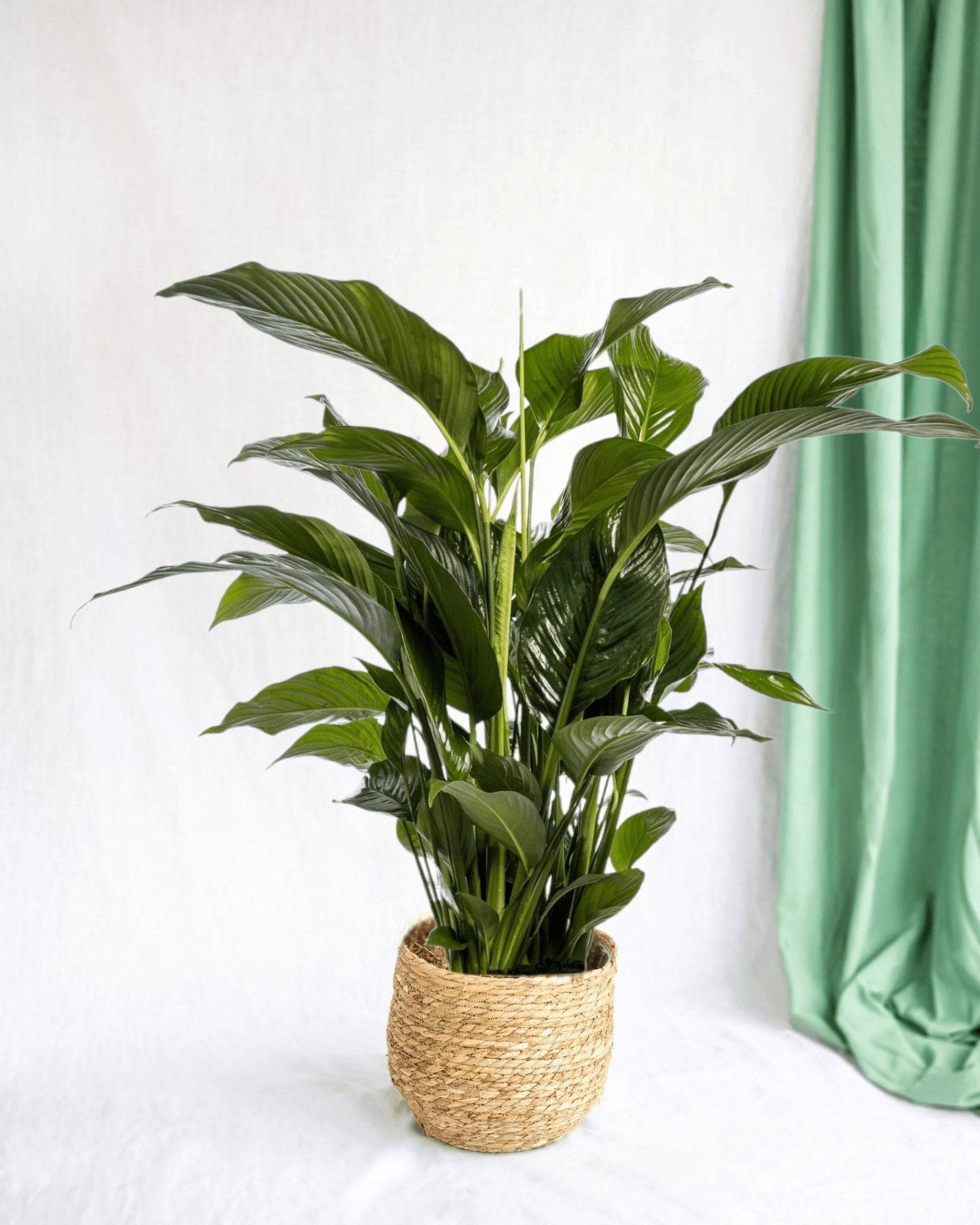 La Green Touch - Spathiphyllum Blanc 100cm - Plante d'intérieur- La Green Touch - Image 2