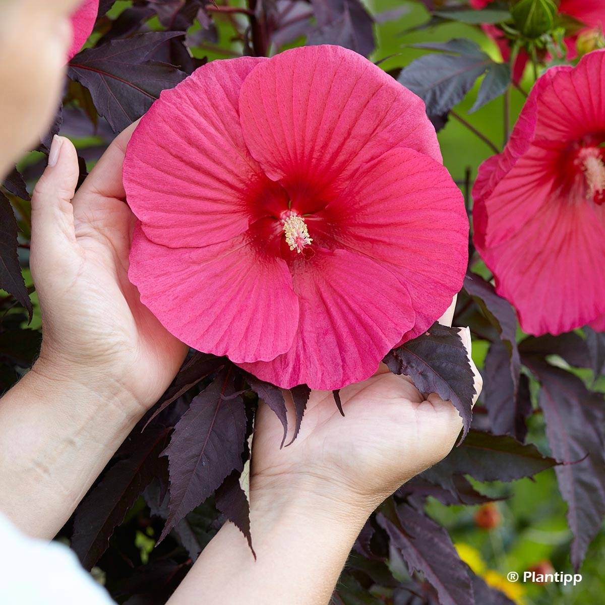Promesse de Fleurs - Hibiscus moscheutos Pink Passion - Hibiscus des marais Godet de 8/9 cm