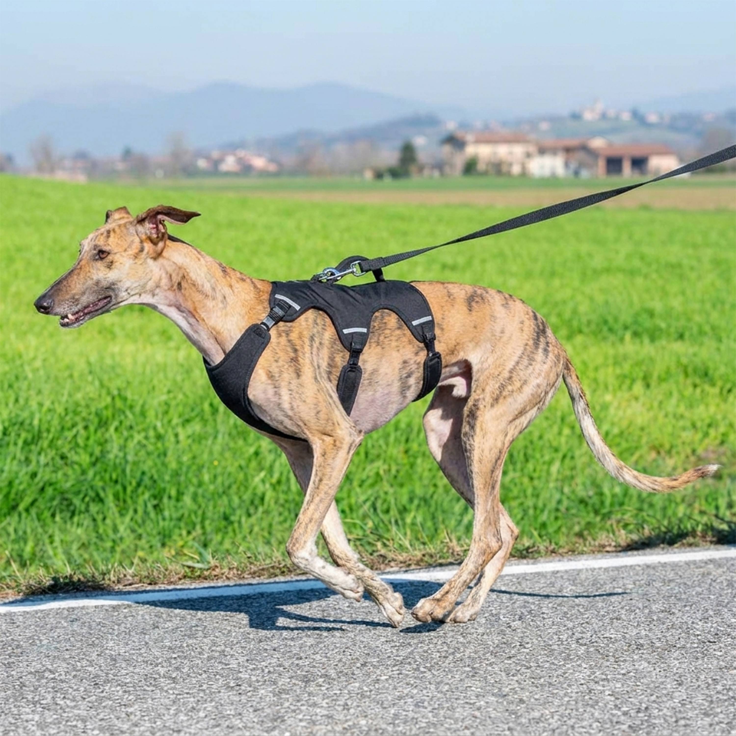 Ferplast - Ferplast Harnais Chien Réglable L Poitrail 70-80 cm avec Poignée, Noir - Image 2