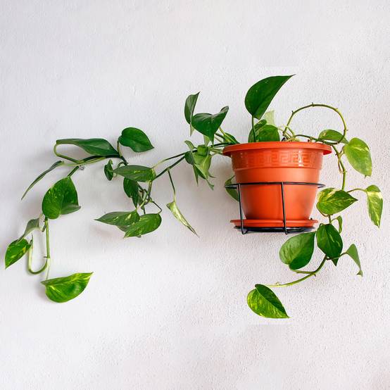 Gardenersdream - 1 X Epipremnum Pinnatum Aureum | Plante D'Intérieur Lierre Du Diable Dans Panier Suspendu - GardenersDream - Image 1