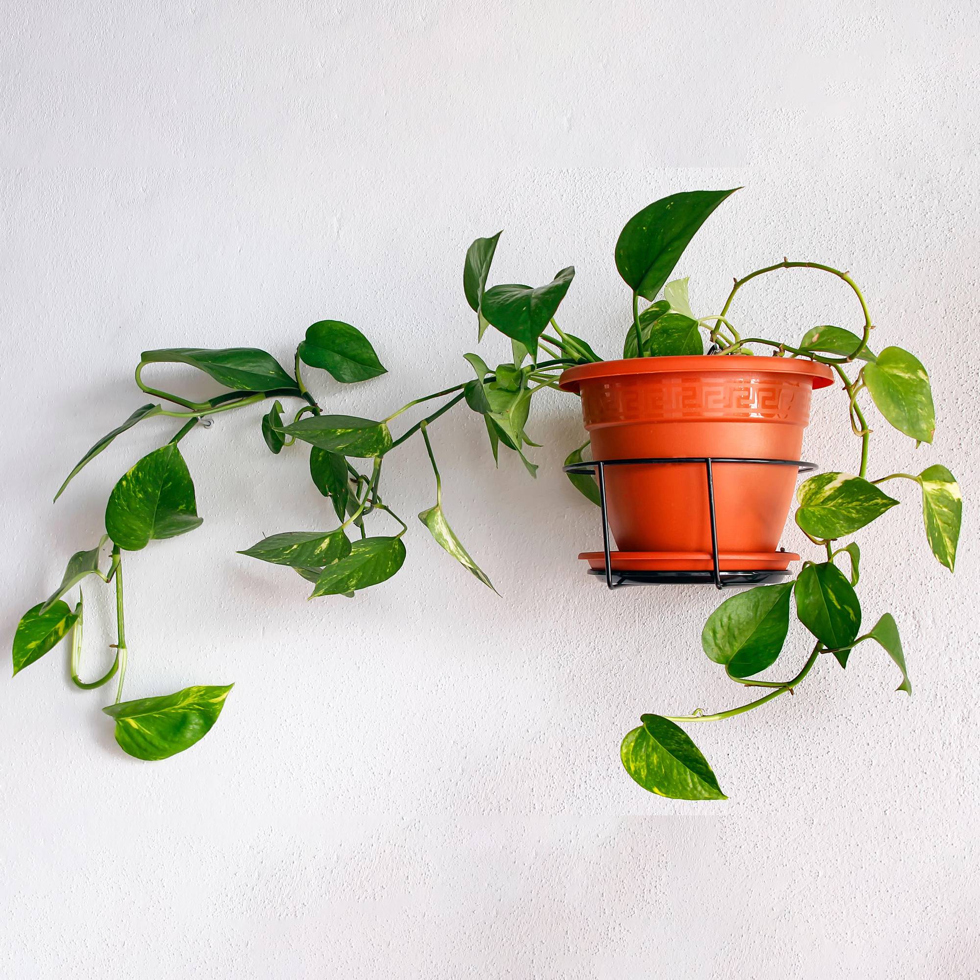 Gardenersdream - 1 X Epipremnum Pinnatum Aureum | Plante D'Intérieur Lierre Du Diable Dans Panier Suspendu - GardenersDream - Image 1