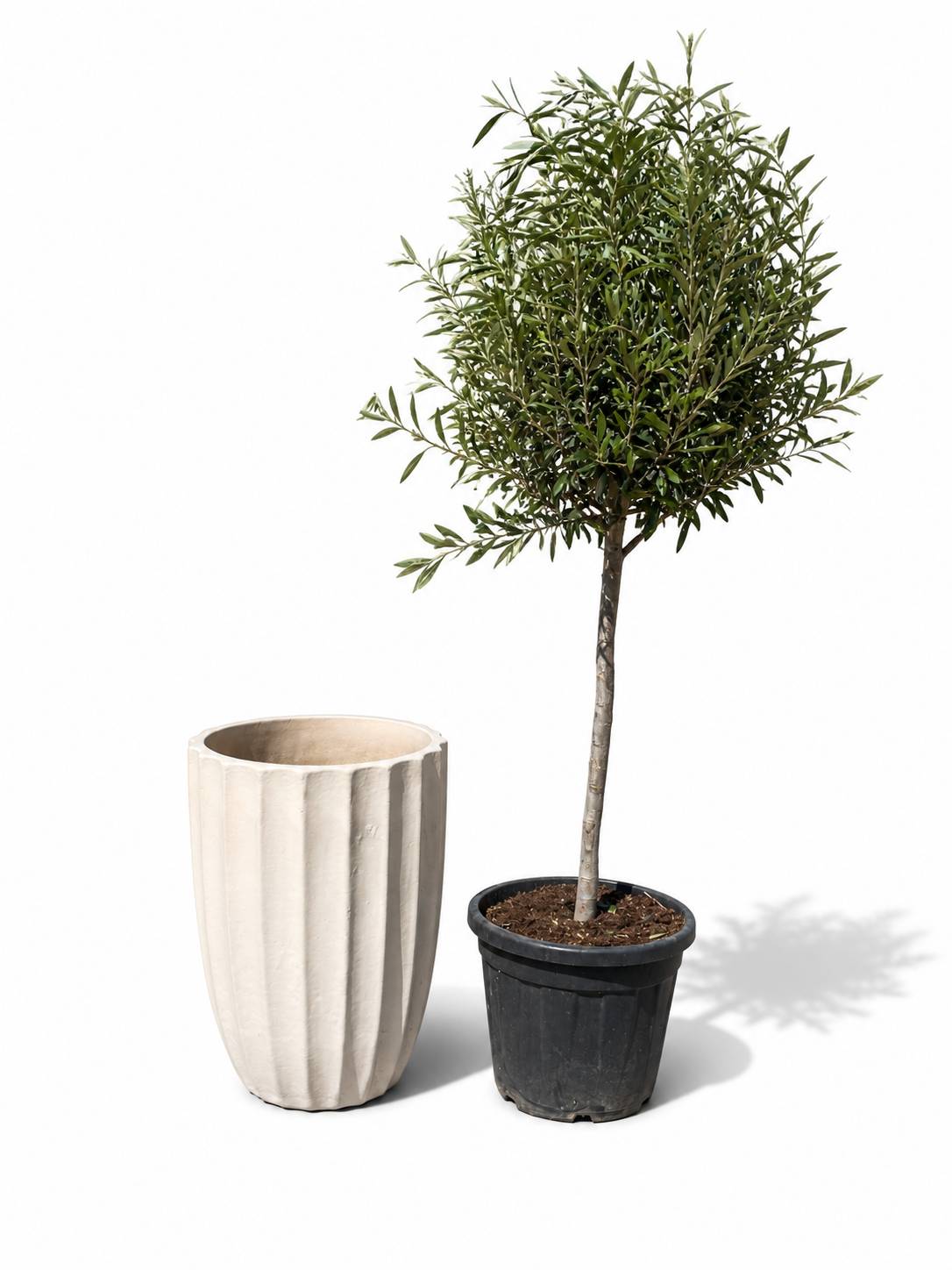 Lot olivier + pot HUGO 44x59cm crème - Image 1