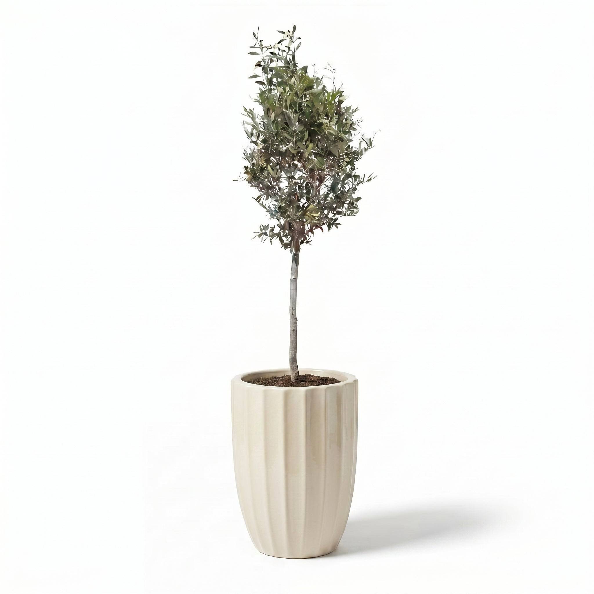 Lot olivier + pot HUGO 44x59cm crème - Image 2