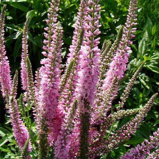 Veronica longifolia Pink Damask - Véronique à longues feuilles Godet de 8/9 cm