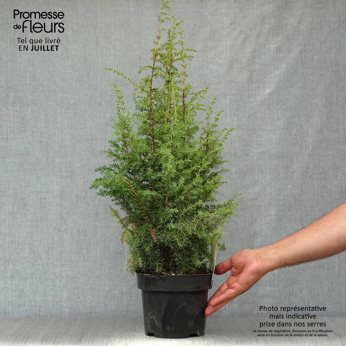 Promesse de Fleurs - Genévrier commun - Juniperus communis Hibernica Pot de 2L/3L - Image 2