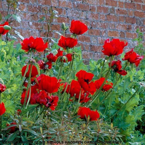 Pavot d'Orient Beauty of Livermere - Papaver orientale Godet de 7/8 cm