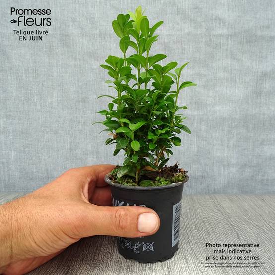 Promesse de Fleurs - Buis bordure - Buxus sempervirens Godet de 8/9 cm - Image 2
