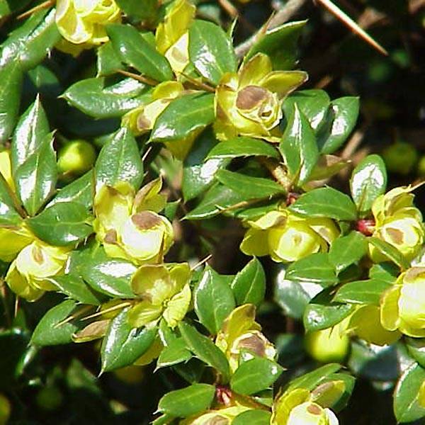 Berberis verrucosa - Épine vinette verruqueuse Pot de 2L/3L - Image 1