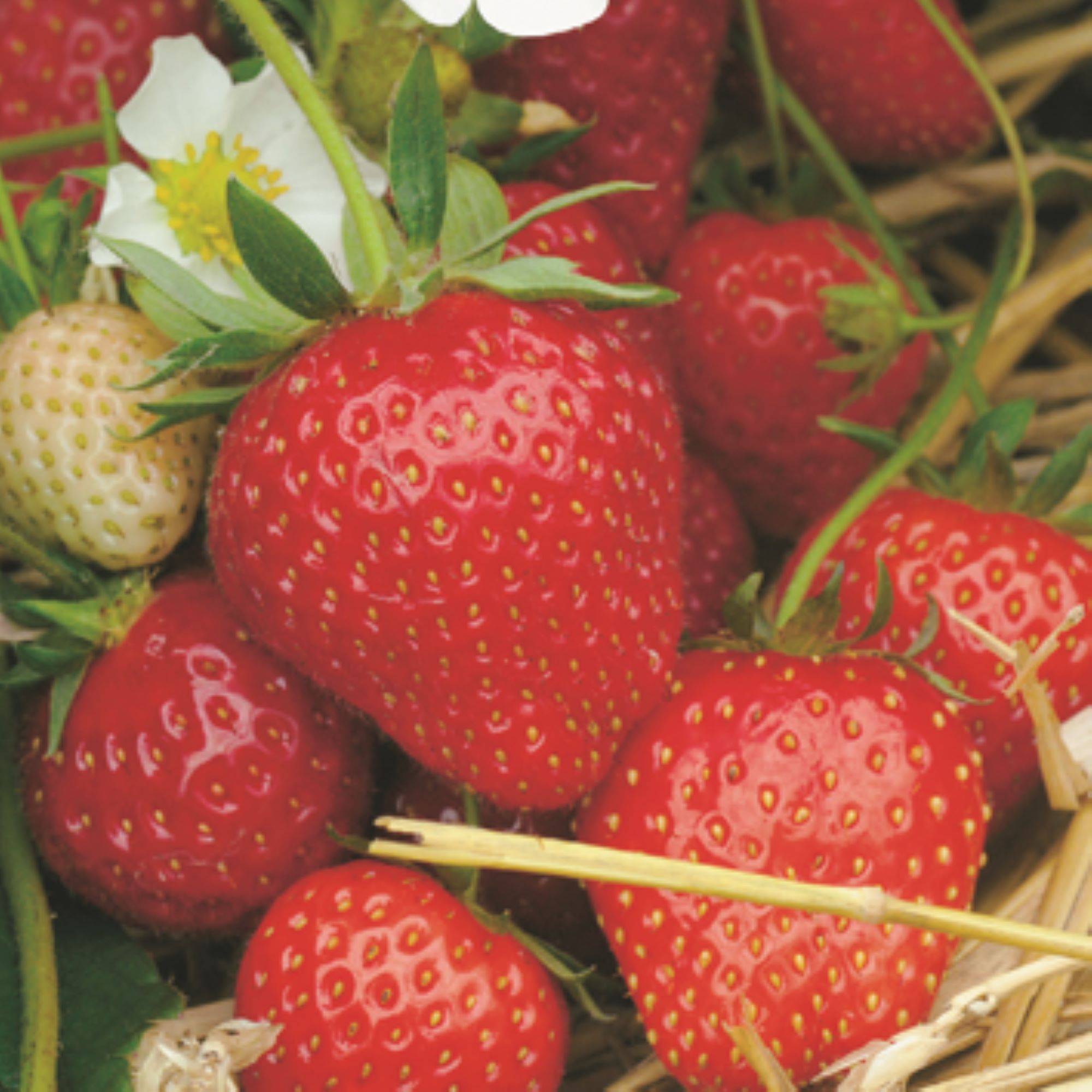 Fleuron D'Anjou - Plant de fraisier remontant Cirafine barquette de 6 godets