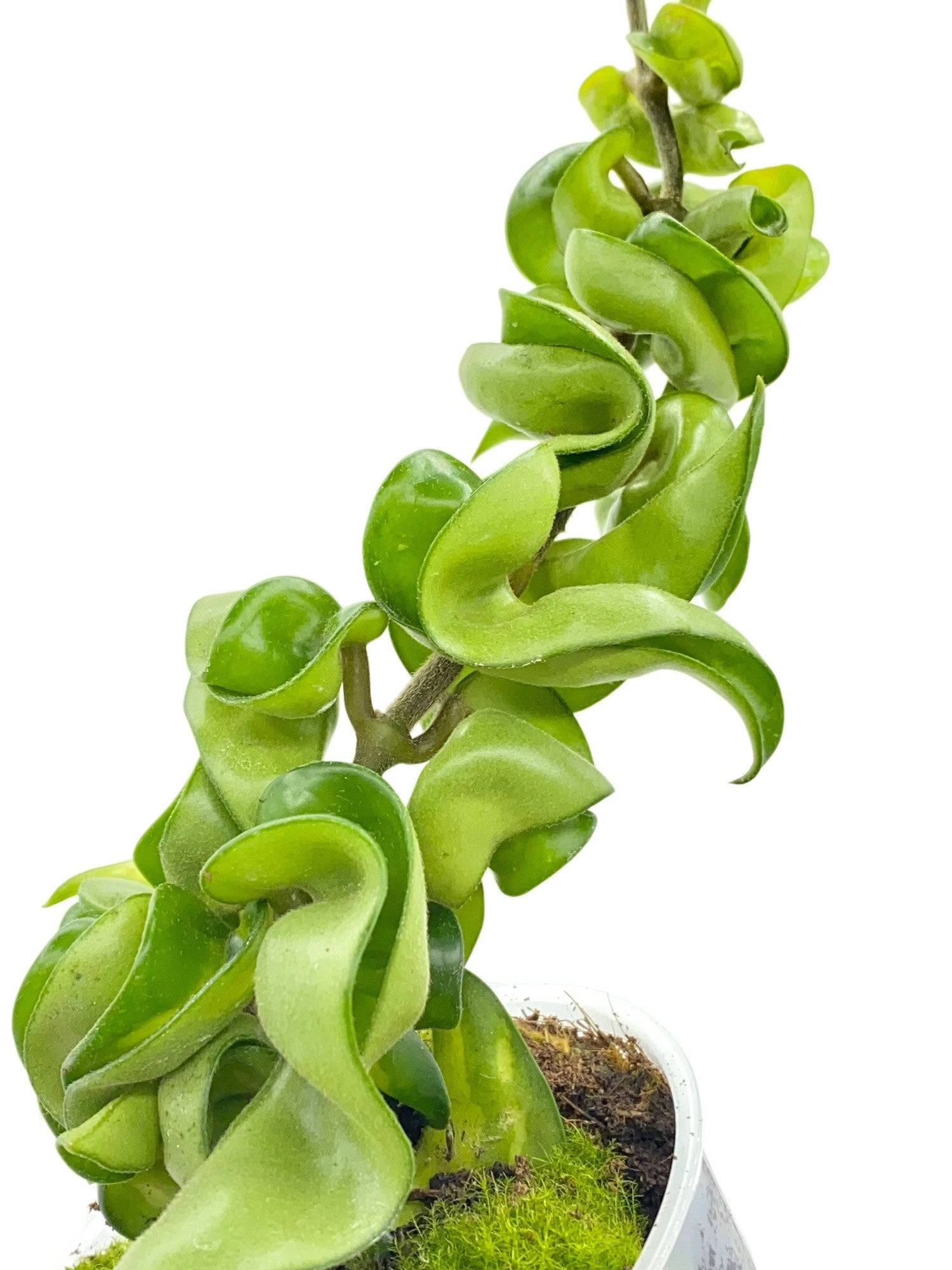 Hoya Carnosa Compacta - Pot de 9cm - Plantes d'intérieur - Image 1