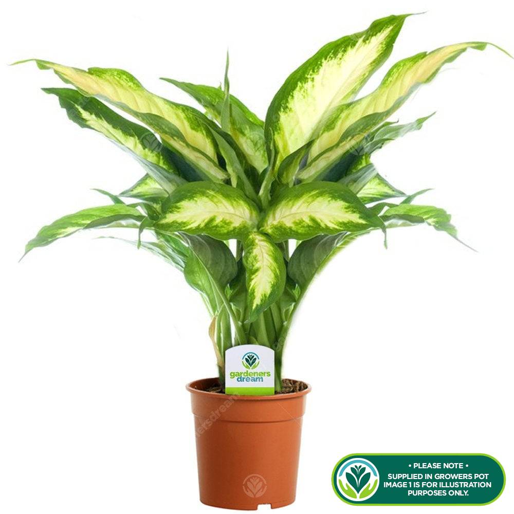 Gardenersdream - Dieffenbachia "Camilla" Plante D'Intérieur Tropicale Et Idéale  Fournie En Pot De 12 Cm - GardenersDream - Image 2