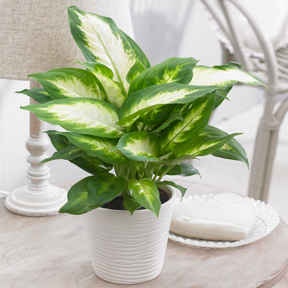 Gardenersdream - Dieffenbachia "Camilla" Plante D'Intérieur Tropicale Et Idéale  Fournie En Pot De 12 Cm - GardenersDream - Image 1