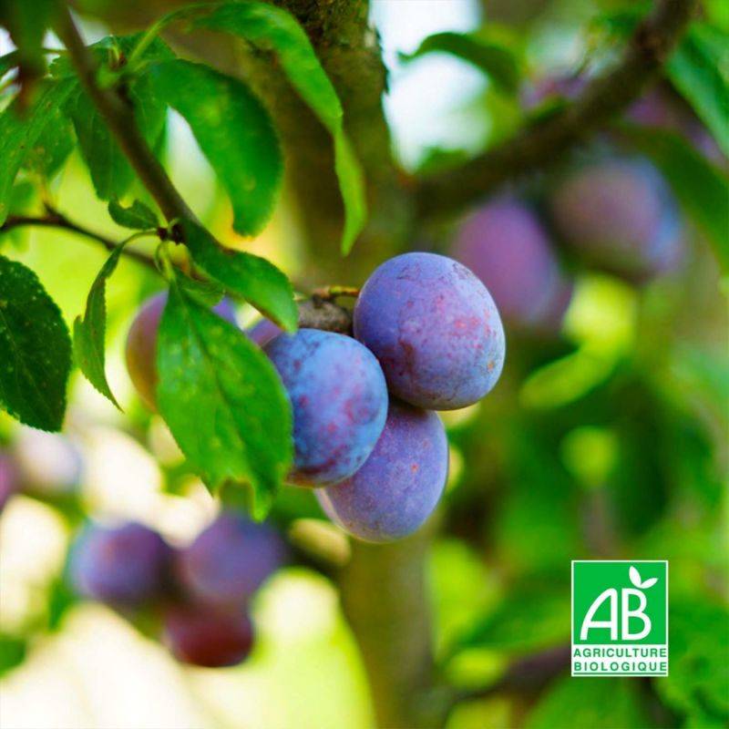 Prunier 'Quetsche d'Alsace' BIO (Prunus domestica 'Quetsche d'Alsace') - Scion de 100 à 150cm - Pépinières Naudet - Image 1