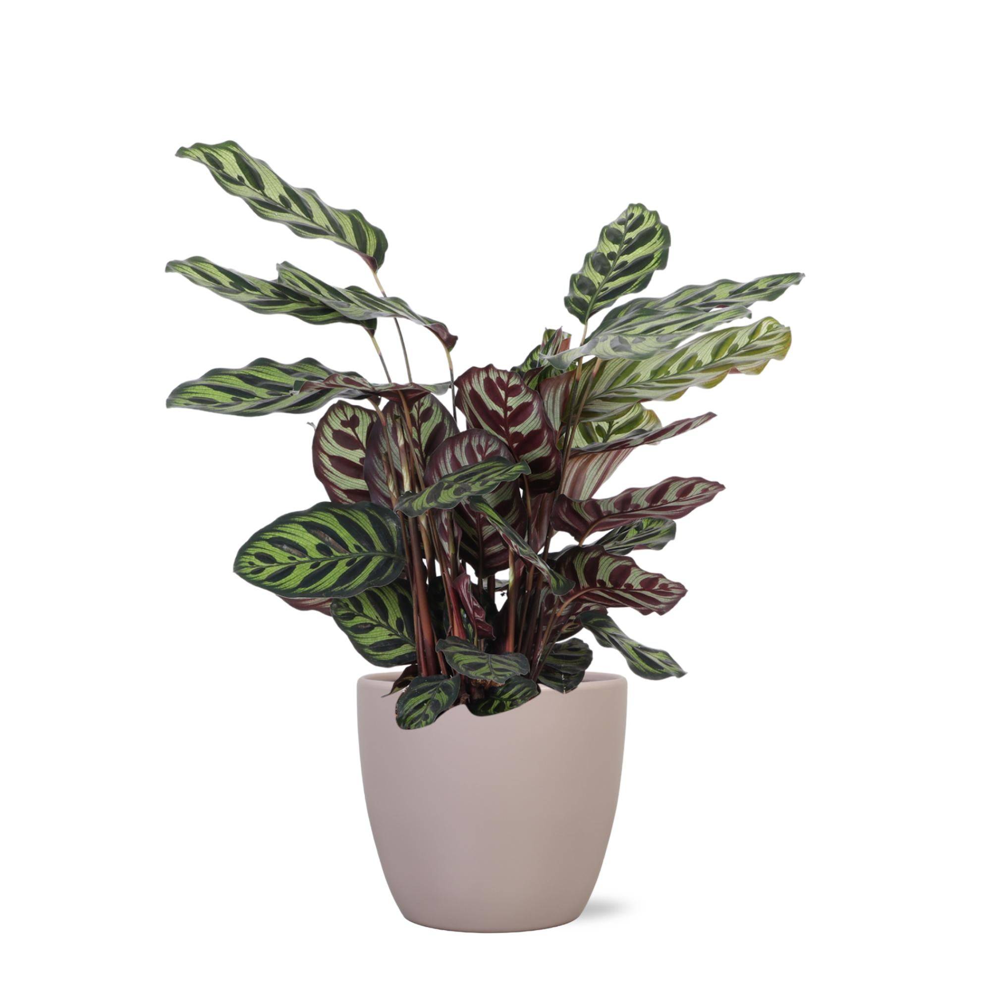 La Green Touch - Calathea Makoyana et son pot- La Green Touch Taupe - Hauteur 70cm