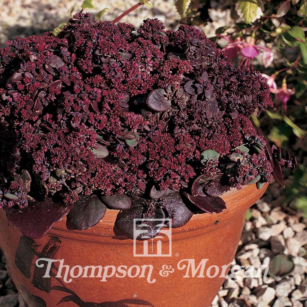 Graines de Sedum ussuriense Turkish Delight - Orpin le sachet de 50 graines environ