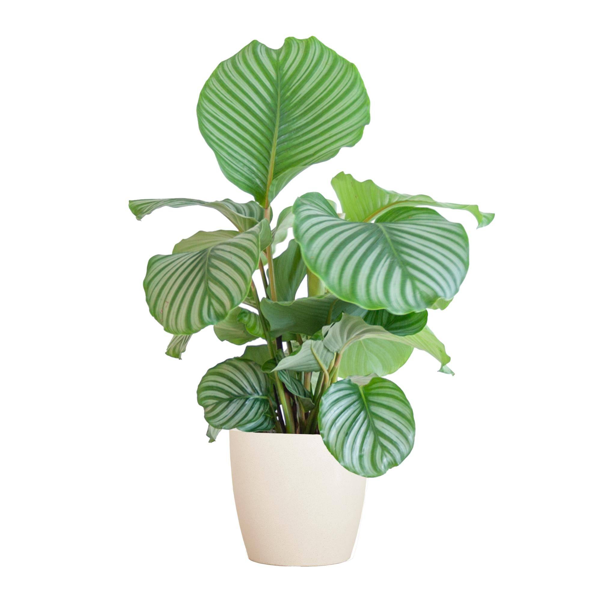 Calathea Orbifolia et son pot- La Green Touch Blanc - Hauteur 65cm