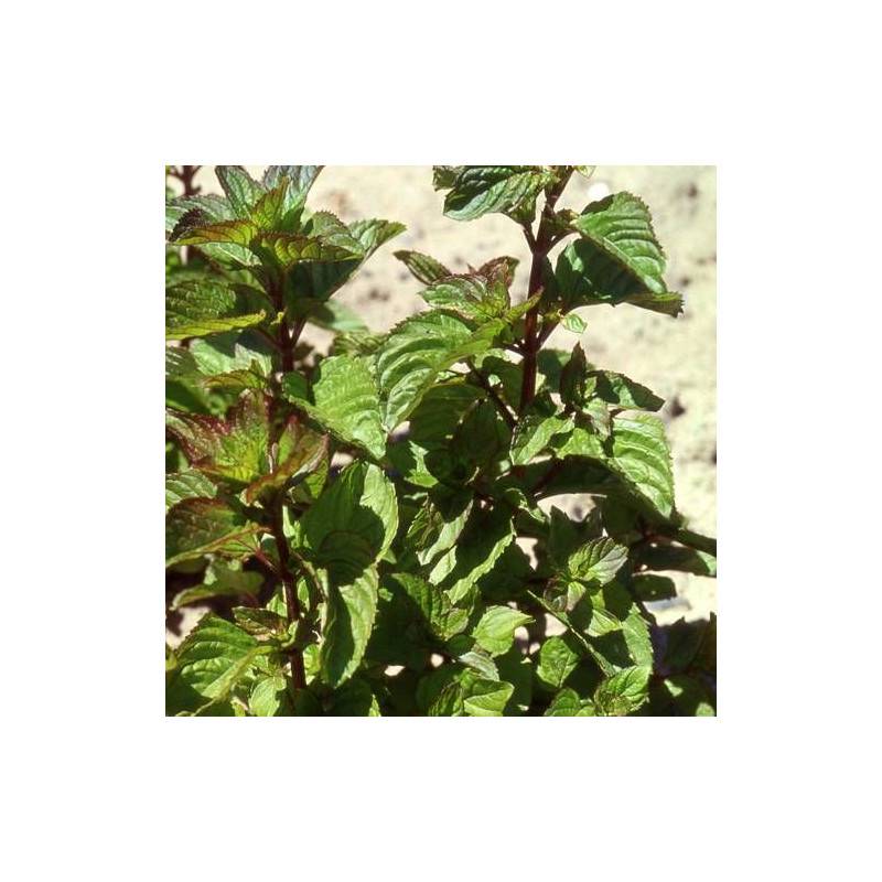 Menthe poivrée Citrata à fleurs Rose - feuillage Caduc - Godet - 5/20 cm-  hauteur à maturité Moins de 0,15 m - Image 1