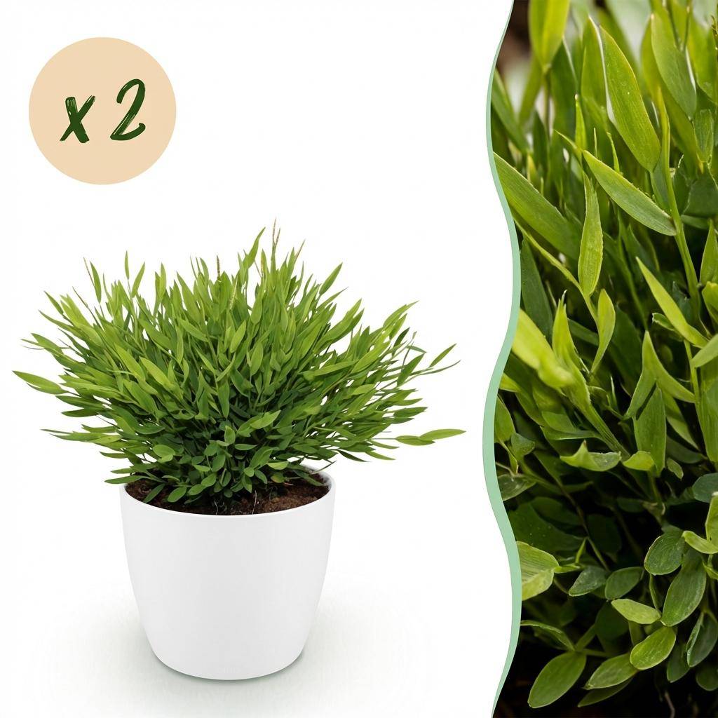 Bamusa Pogonatherum Monica - Pet-friendly - Bambou miniature - Pot de 12cm - Hauteur 20cm - 2 plantes - Blanc - Plantes d'intérieur - Image 1