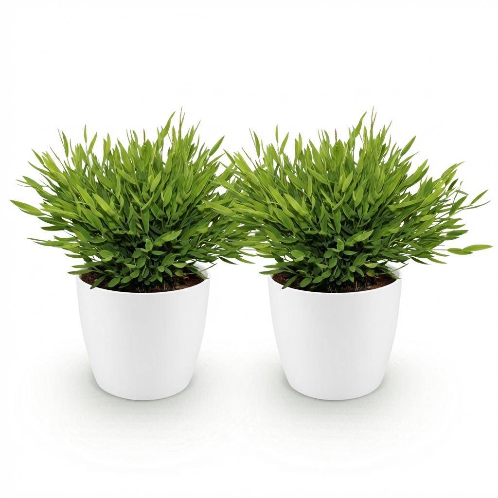 Bamusa Pogonatherum Monica - Pet-friendly - Bambou miniature - Pot de 12cm - Hauteur 20cm - 2 plantes - Blanc - Plantes d'intérieur - Image 2
