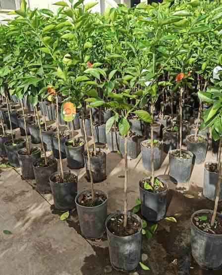 Sans Marque - Citrus medica digitata (main de Bouddha) Couleur floraison:Blanc - Taille:Pot de 4 litres - 30/50 cm - Image 4