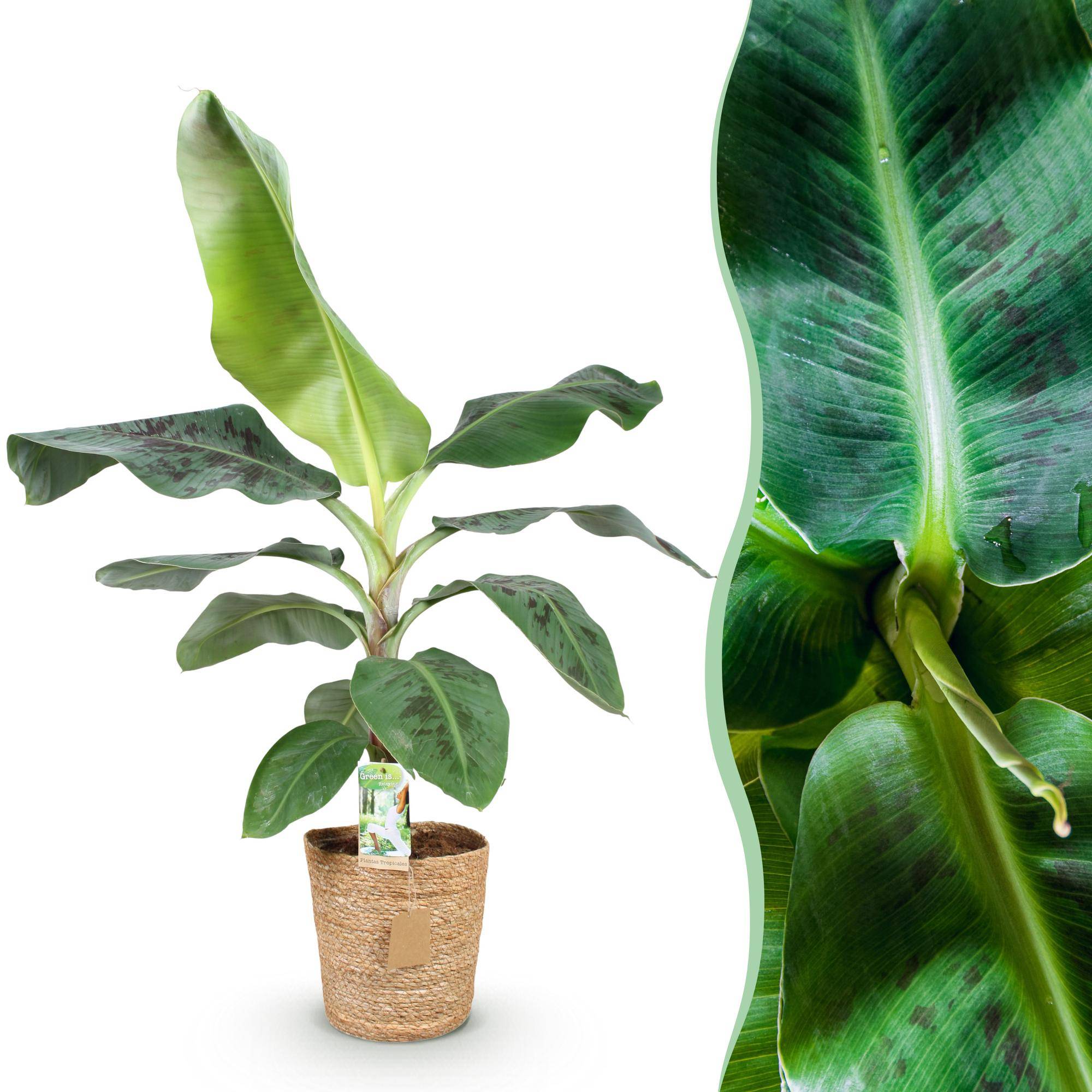 Musa acuminata Nain Cavendish - Plante de banane - Pot de 21cm - Hauteur 70-75cm - Panier - Plantes d'intérieur - Image 1