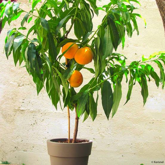 Promesse de Fleurs - Pêcher nain Fruit Me Peach Me Yellow Pot de 4L/5L, Nain