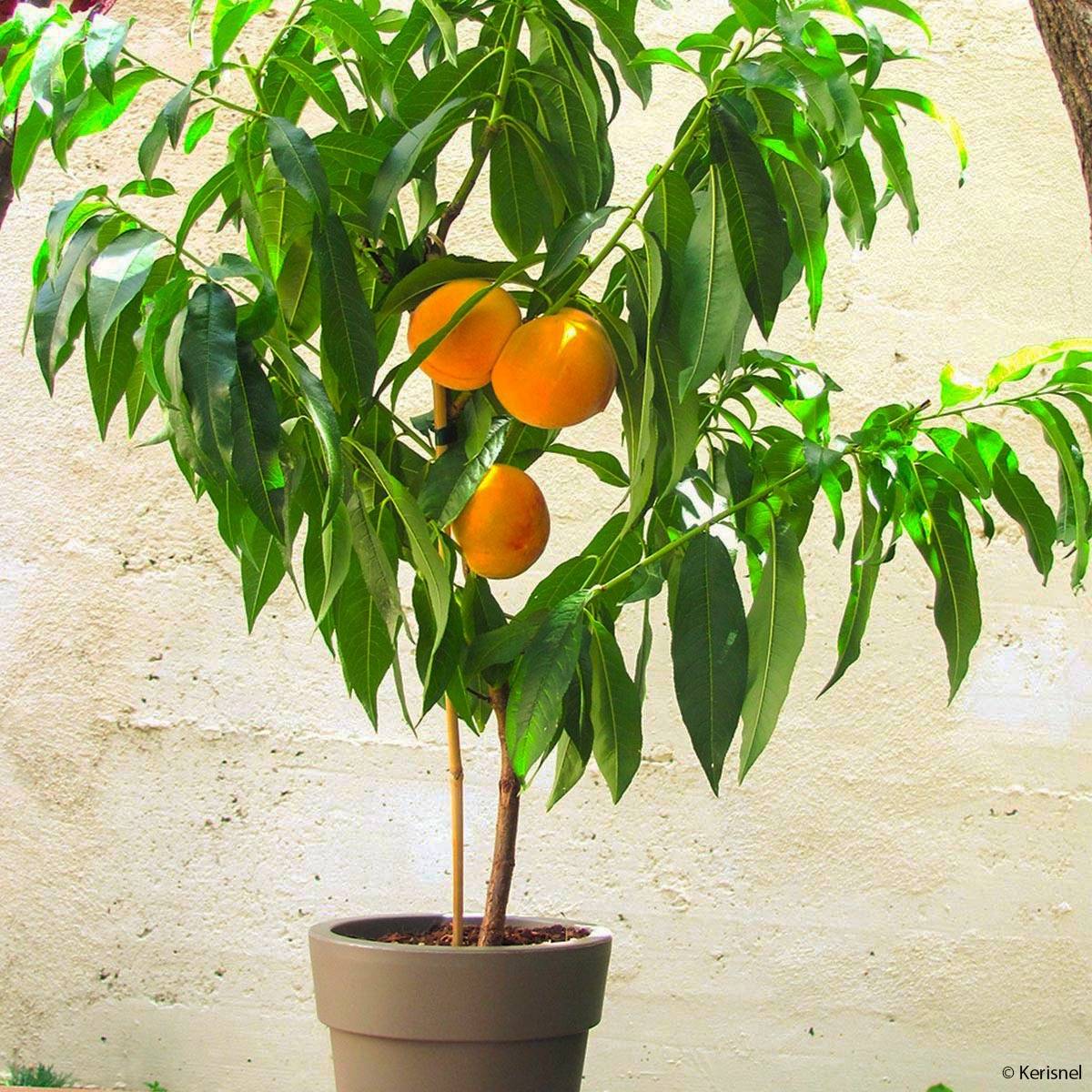 Promesse de Fleurs - Pêcher nain Fruit Me Peach Me Yellow Pot de 4L/5L, Nain
