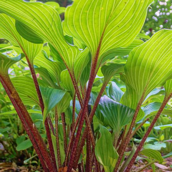 Promesse de Fleurs - Hosta Gooseberry Sundae Pot de 1,5L/2L