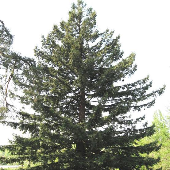 Sequoia sempervirens - Séquoia à feuilles d'If Pot de 7,5L/10L - Image 1
