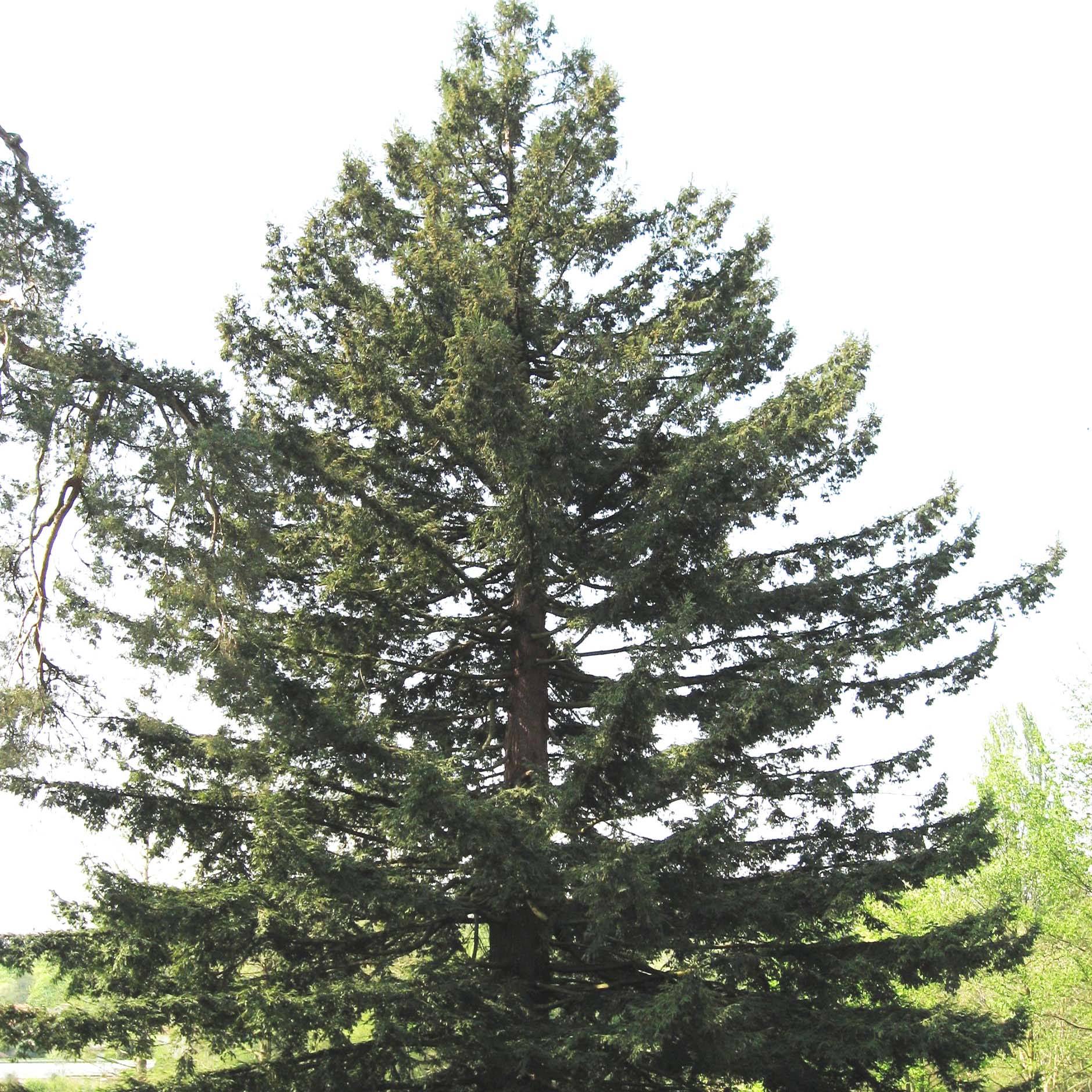 Sequoia sempervirens - Séquoia à feuilles d'If Pot de 7,5L/10L - Image 1