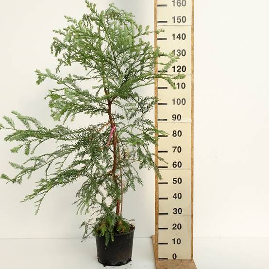 Sequoia sempervirens - Séquoia à feuilles d'If Pot de 7,5L/10L - Image 2