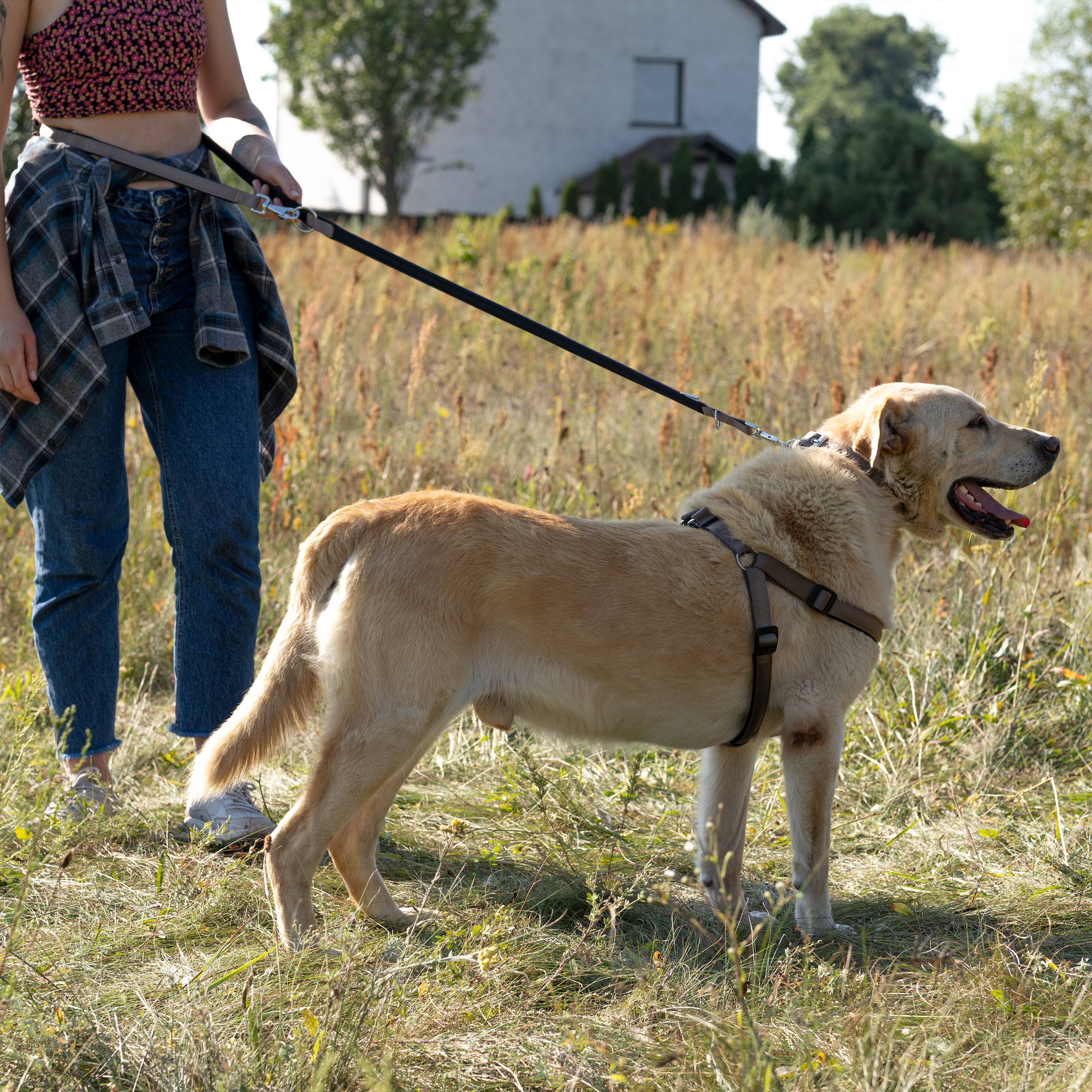 Ferplast - Ferplast laisse pour chien Daytona, laisse pour chien taille moyenne, 200 cm, laisse de dressage avec poignée rembourrée confortable et mousqueton en - Image 5