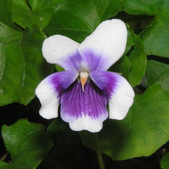Violette à feuille de lierre - Viola hederacea Godet de 8/9 cm
