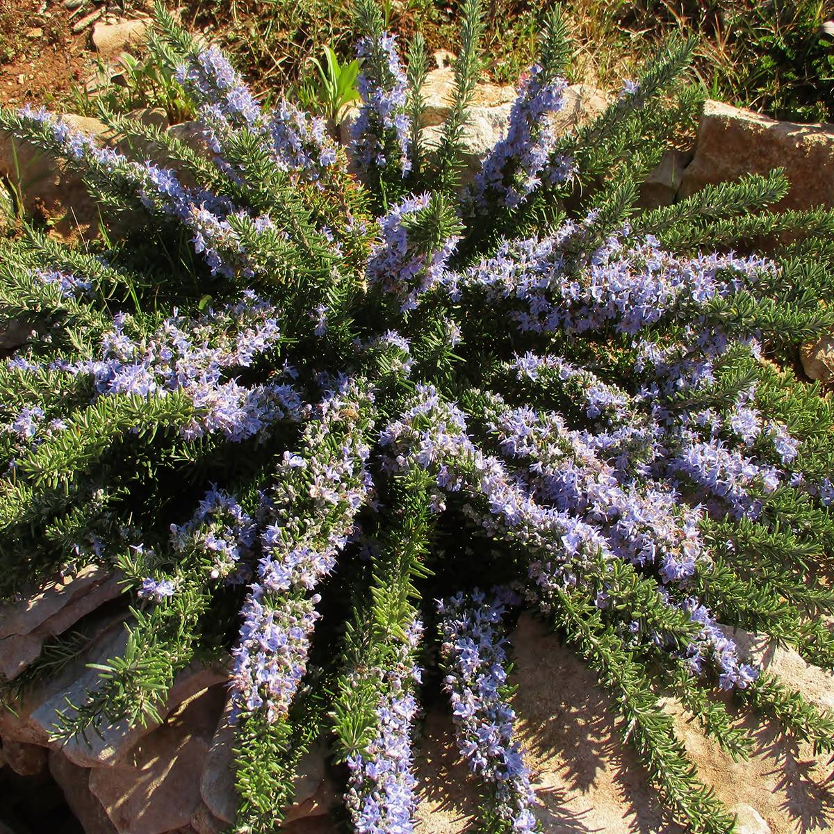 Romarin rampant - Rosmarinus officinalis Prostratus Pot de 1L/1,5L