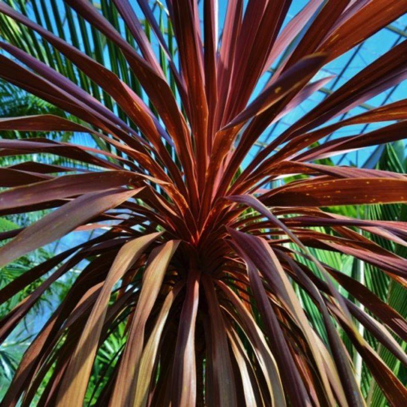 3 Cordylines Australis 'Purpurea' - Lot de 3 vivaces - Pépinières Naudet - Image 1