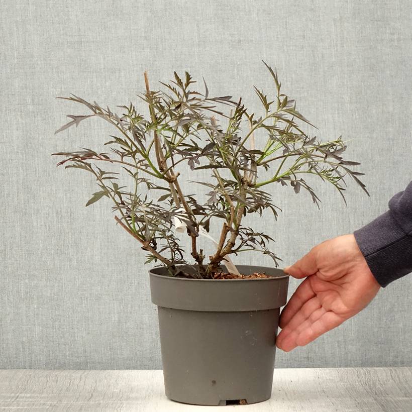Sureau noir - Sambucus nigra Straight Laced Pot de 3L/4L - Image 2
