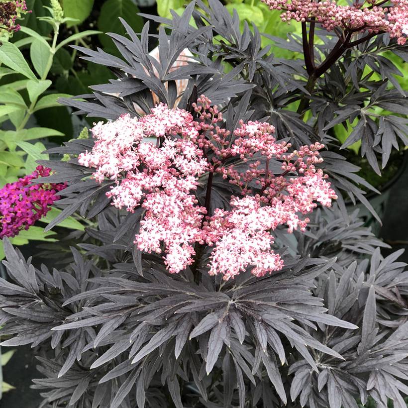 Sureau noir - Sambucus nigra Straight Laced Pot de 3L/4L - Image 1