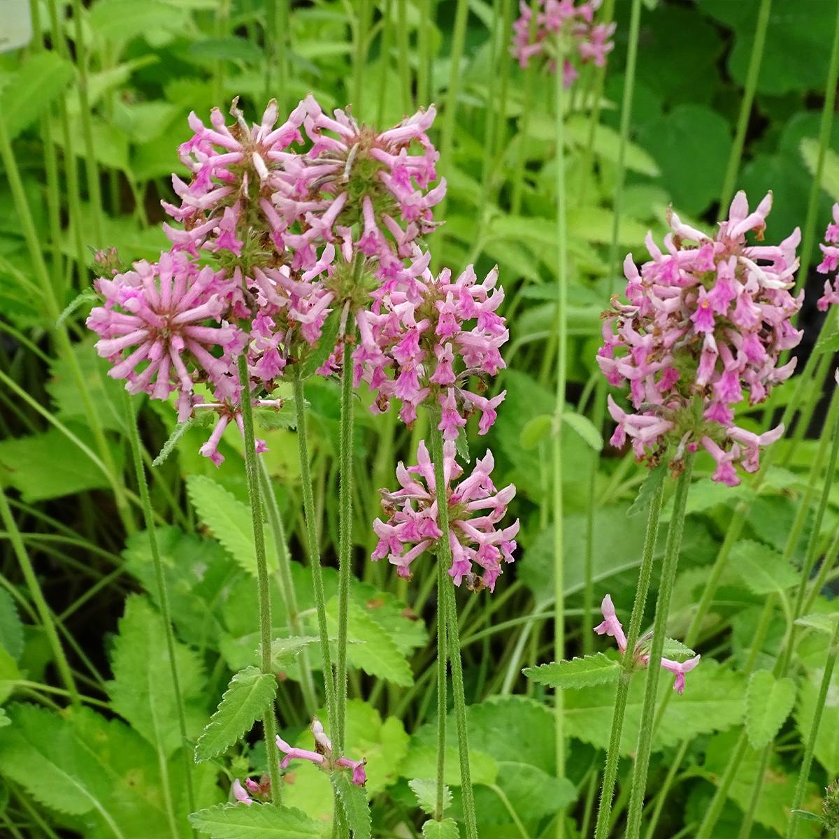 Stachys officinalis Pink Cotton Candy - Bétoine officinale Pot de 2L/3L