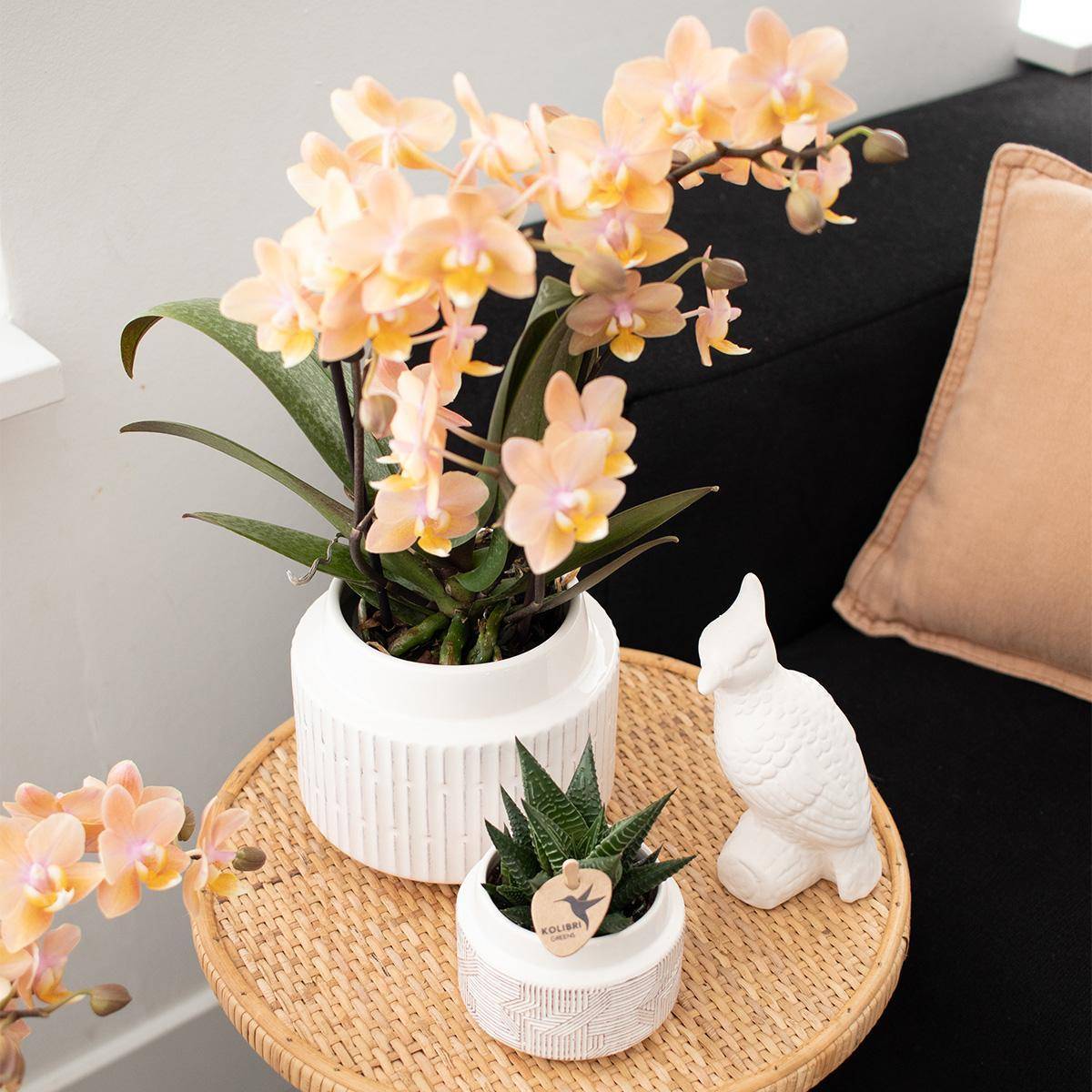 Orchidées Kolibri - D9 H10cm - Image 5