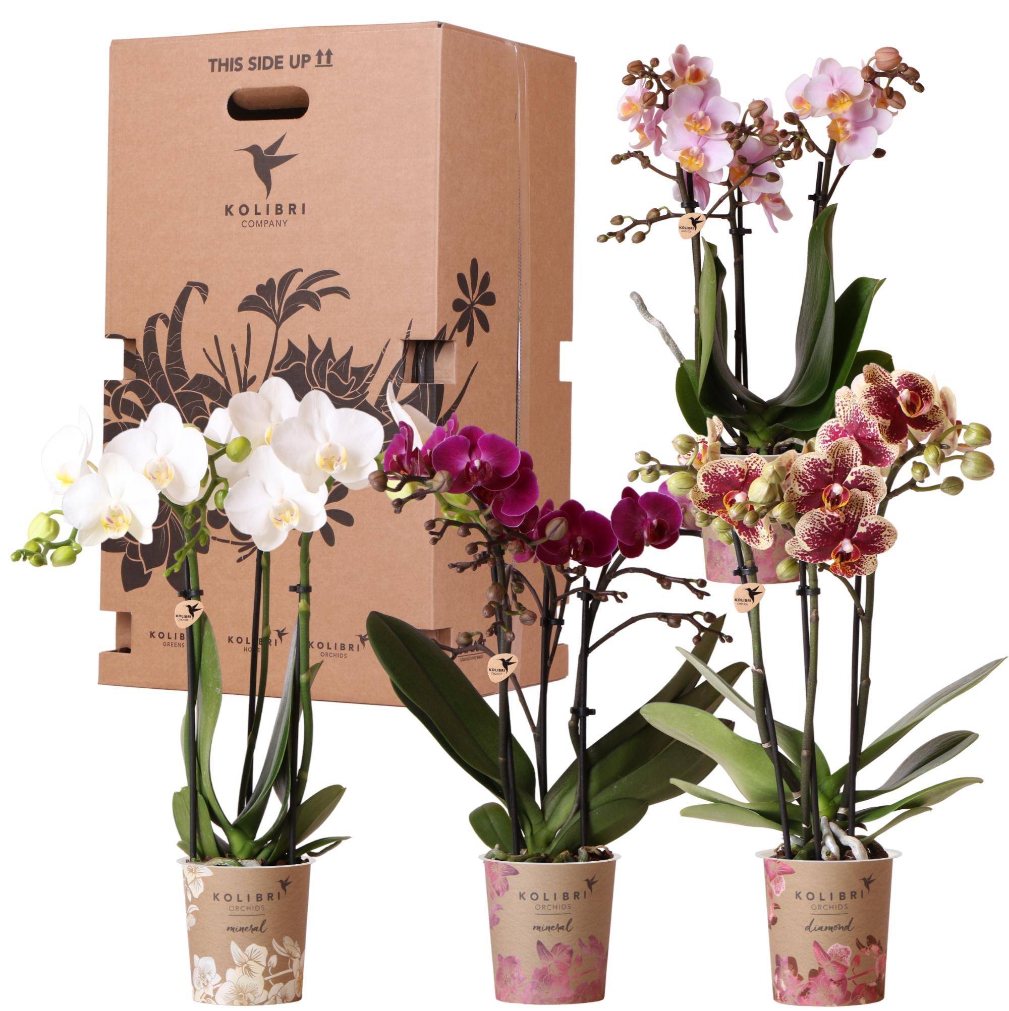 Orchidées Kolibri - D9 H10cm - Image 1