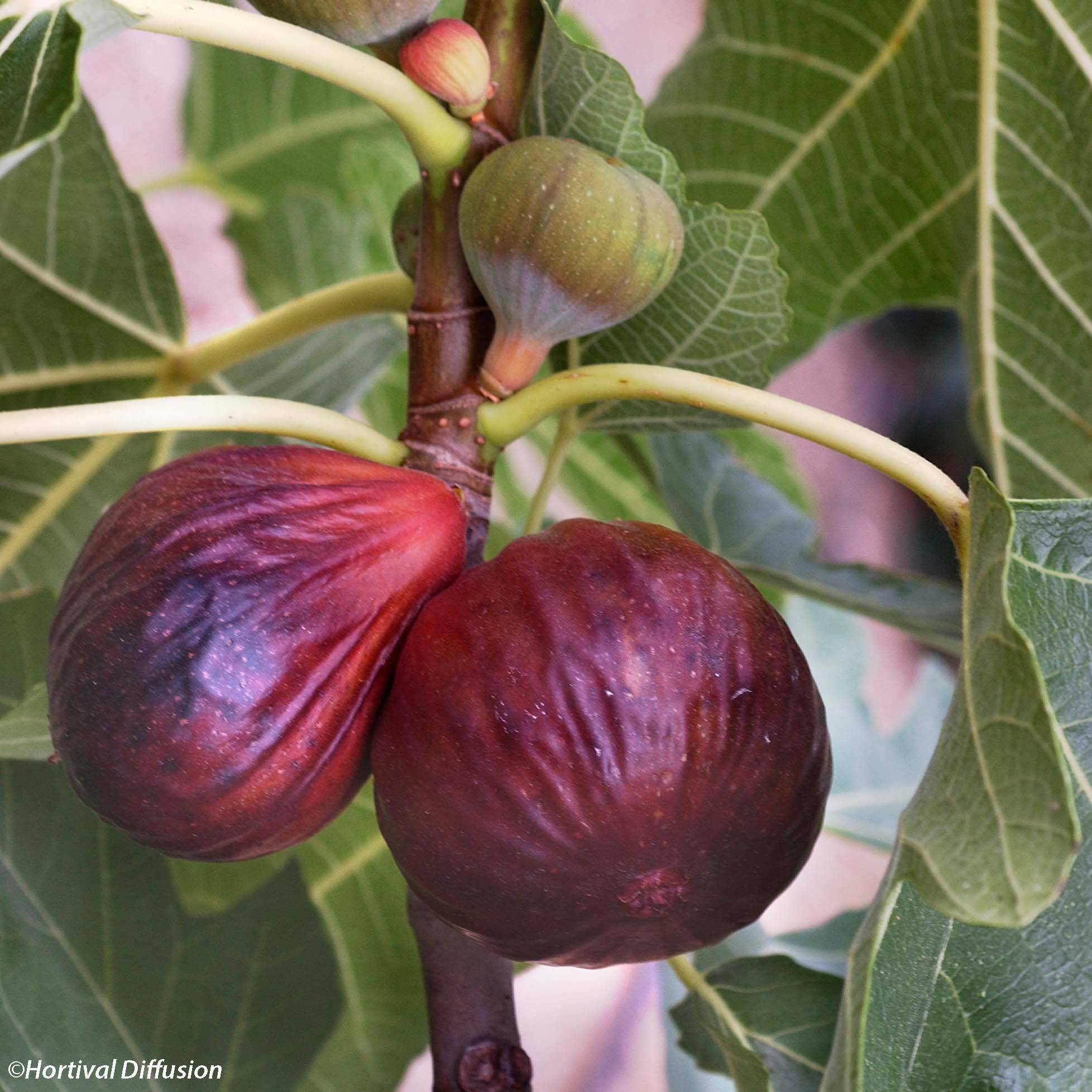 Figuier Violette Dauphine Pot de 2L/3L, Buisson