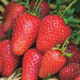 Fleuron D'Anjou - Plant de fraisier non remontant Gariguette barquette de 6 godets