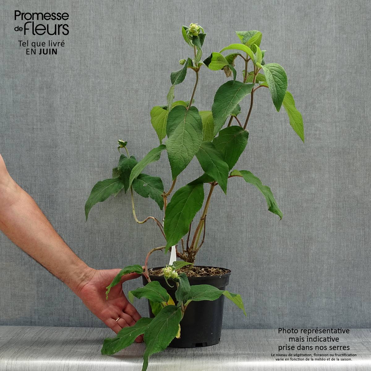 Hortensia - Hydrangea aspera Anthony Bullivant Pot de 3L/4L - Gamm vert
