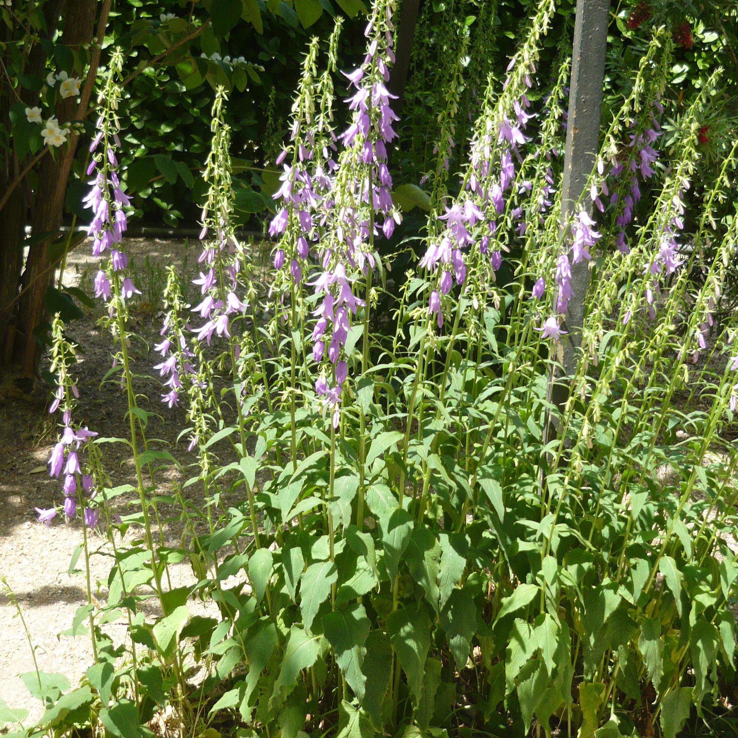 Campanula rapunculoides - Campanule fausse raiponce Godet de 8/9 cm