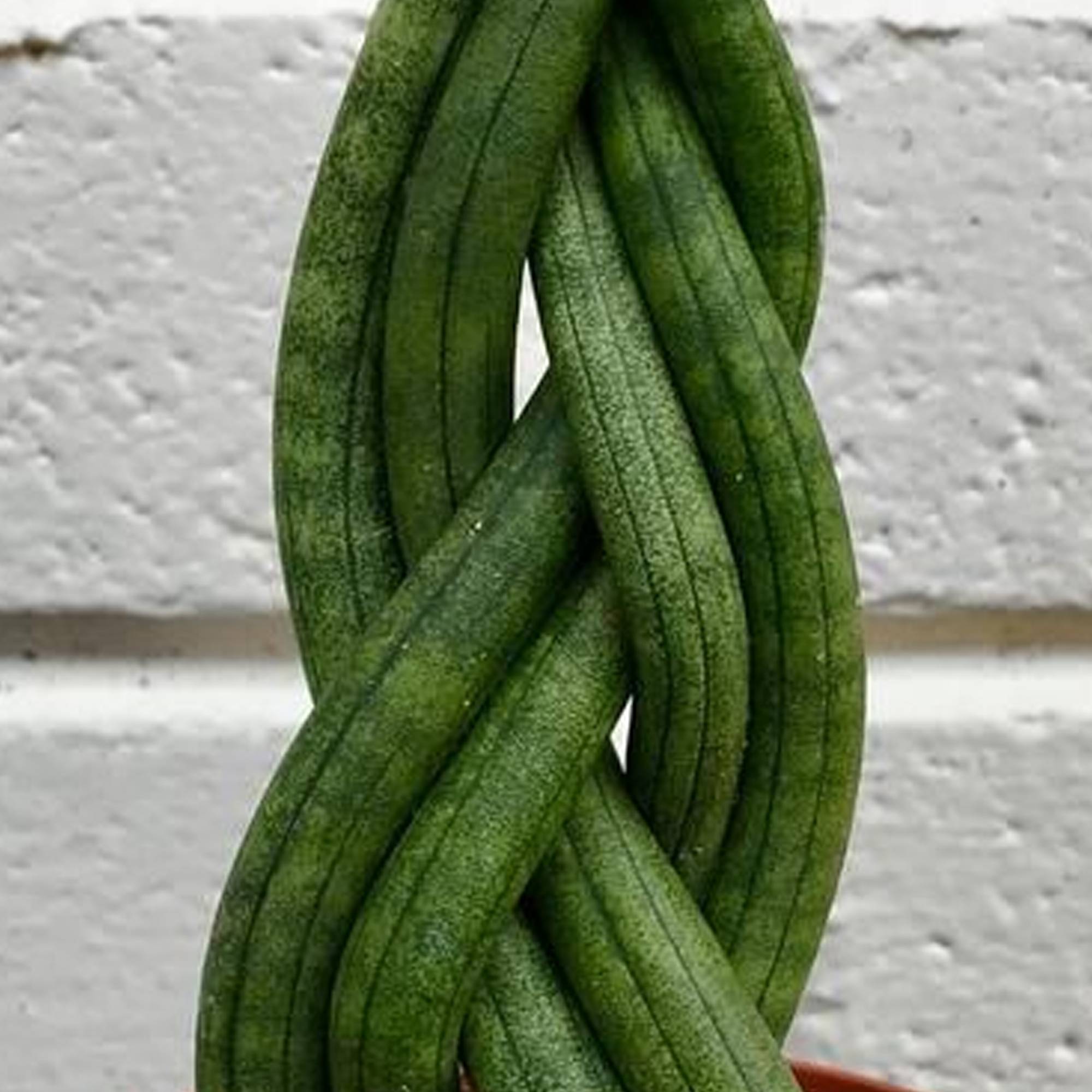 Gardenersdream - Sansevieria Tressé Twister Plante Pour La Maison Ou Le Bureau (De 30 À 40 Cm Pot Inclus) - GardenersDream - Image 2