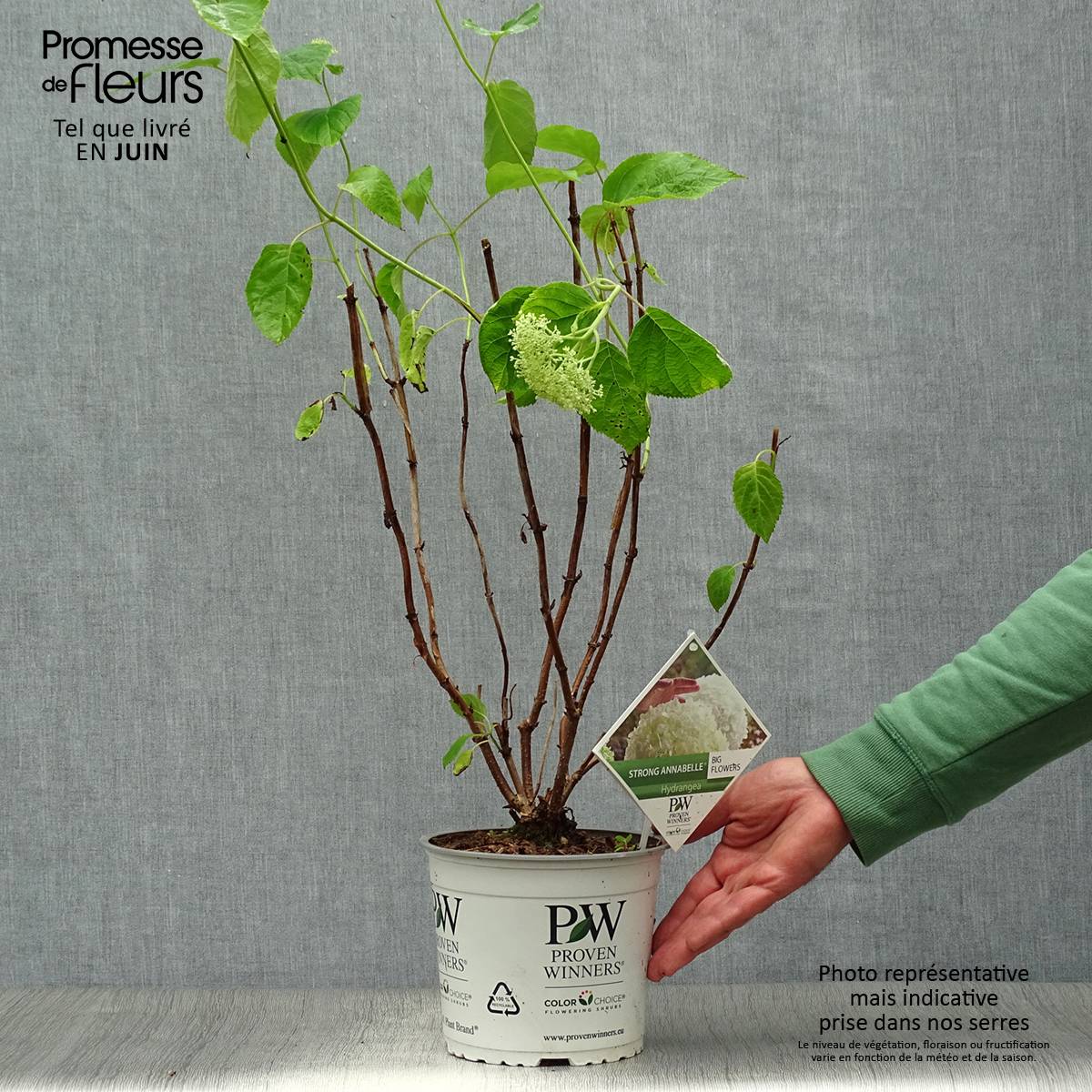 Hortensia arborescens Strong Annabelle ( Incrediball ) Pot de 2L/3L, Buisson, 3 /5 branches - Image 2